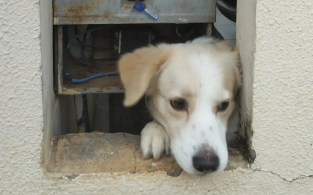 Região tem mais de 2 mil alertas de imóveis com cães e Energisa previne ataques a leituristas