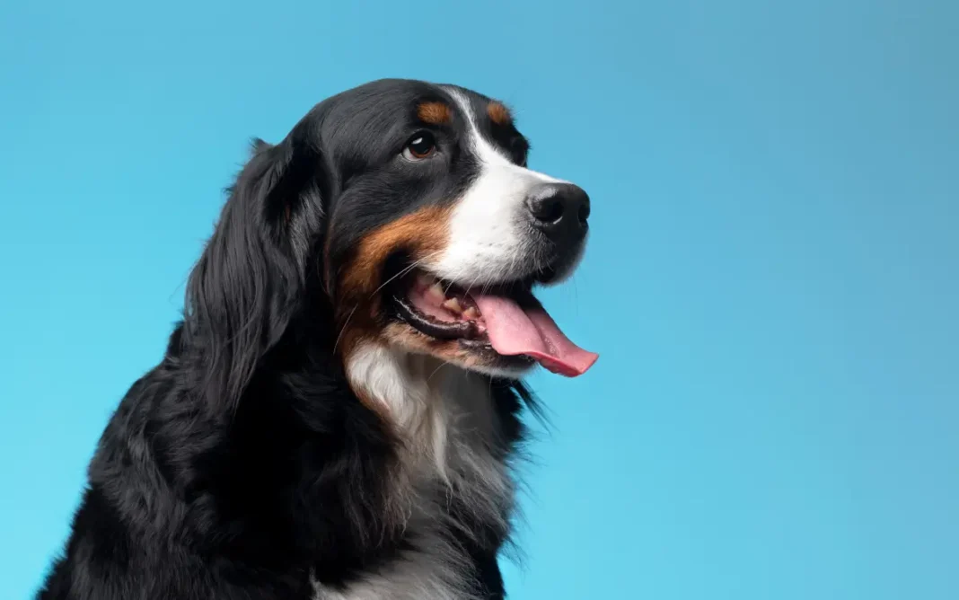 Cães e gatos domésticos terão direito a RG com cadastro nacional a partir de 2025