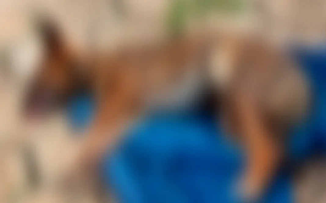 ONG Filhos de Lázaro alerta a população sobre envenenamento de animais em Extrema