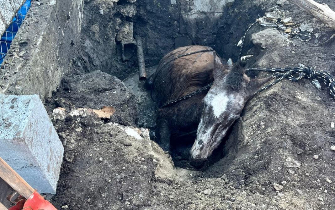 Cavalo preso em fossa séptica é resgatado no bairro Tenentes, em Extrema-1