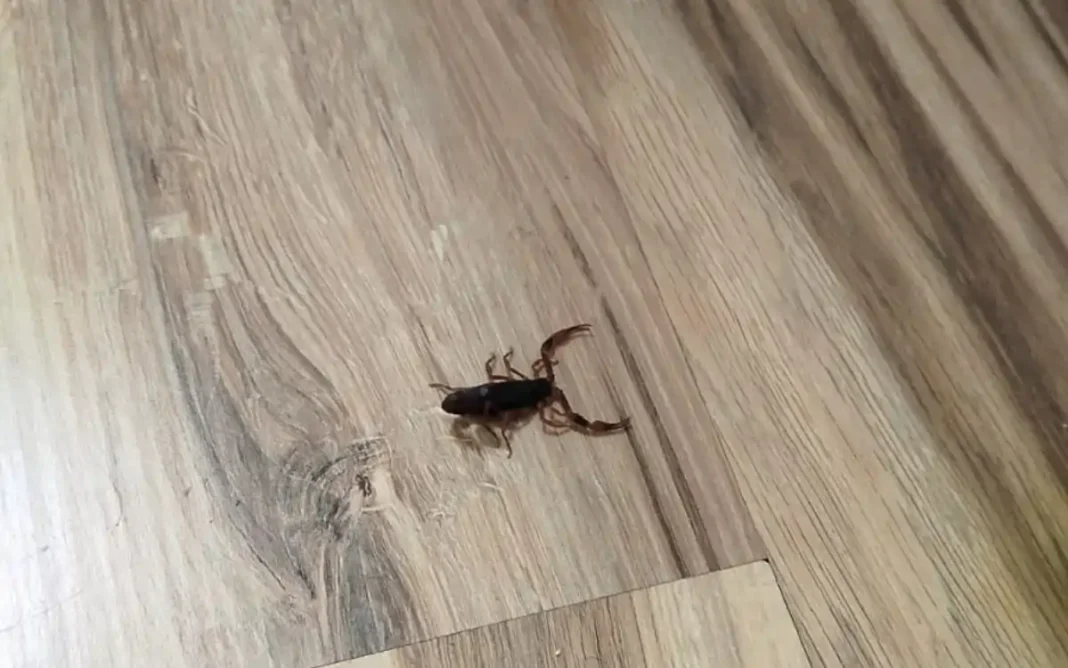 Moradora de Extrema relata preocupação após escorpião invadir quarto infantil