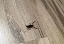 Moradora de Extrema relata preocupação após escorpião invadir quarto infantil