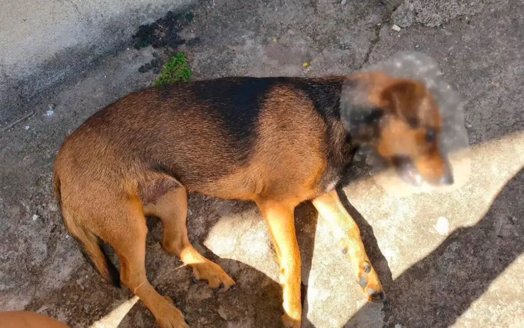 Cadela morre após atropelamento na Vila Esperança família procura informações sobre motorista