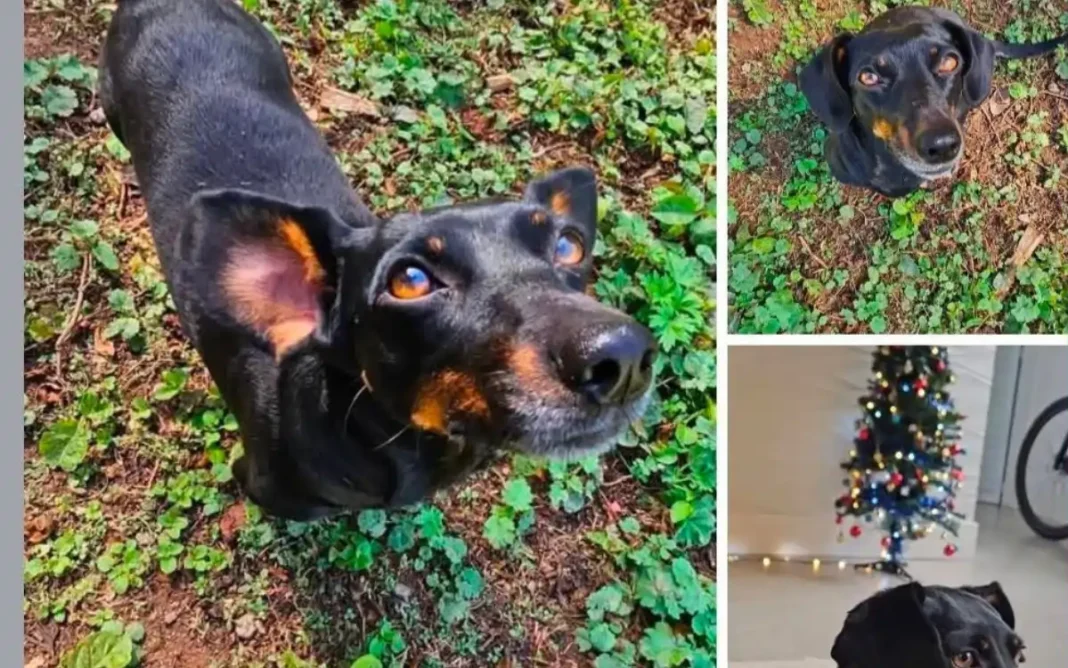 Cachorrinha Susi desaparece no bairro Pessegueiros e família pede ajuda para
